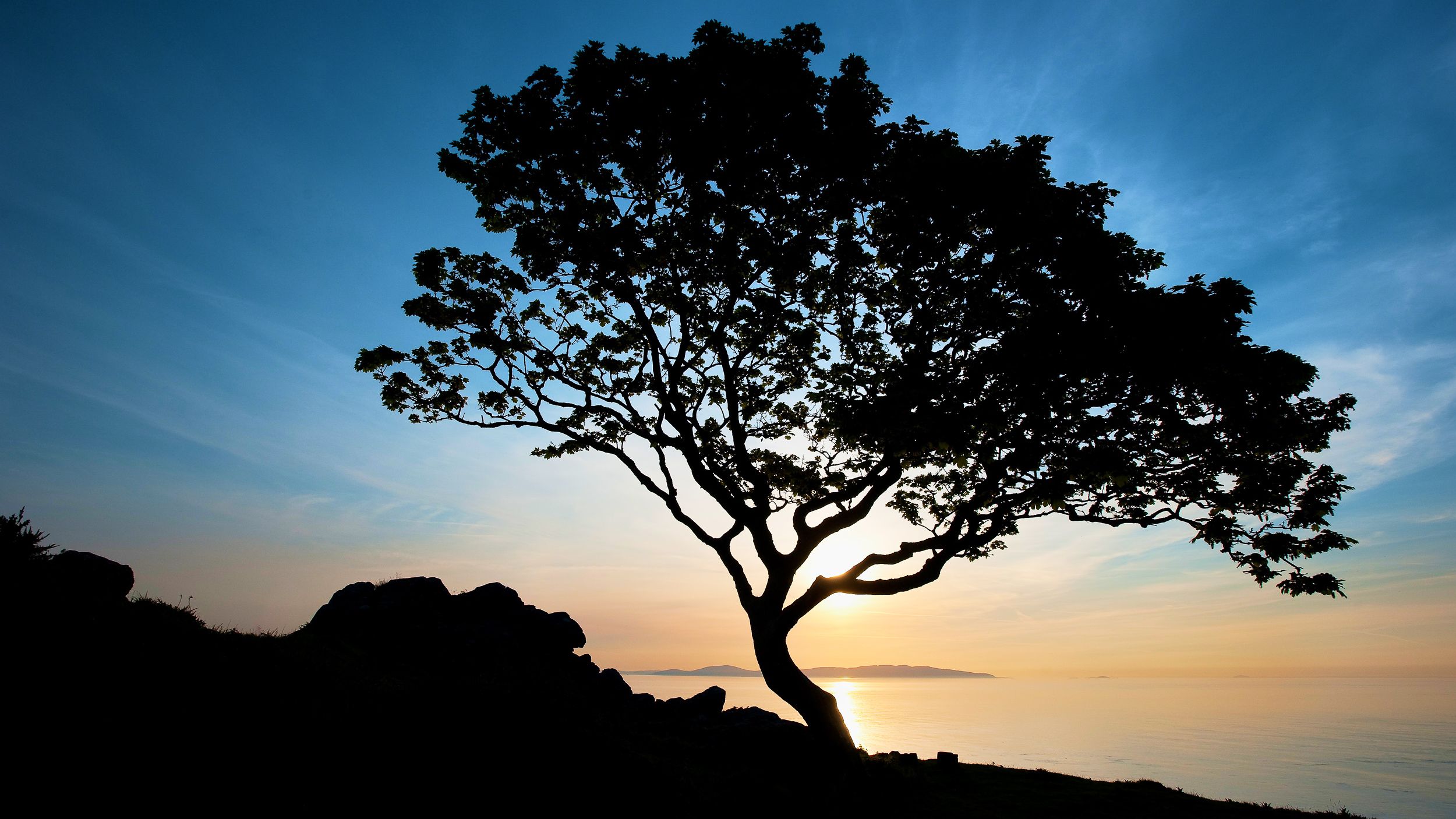 Silhouette of a tree at sunrise in Murlough Bay, County Antrim